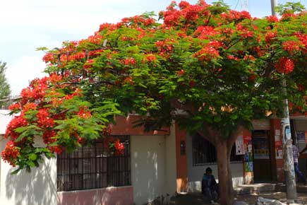 Liekkipuu kukkii Majesinlaaksossa, (Delonix regia).